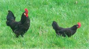 MALADIE DE LYME : LA POULE LANDAISE SERAIT CAPABLE D’AVALER 300 TIQUES PAR HEURE