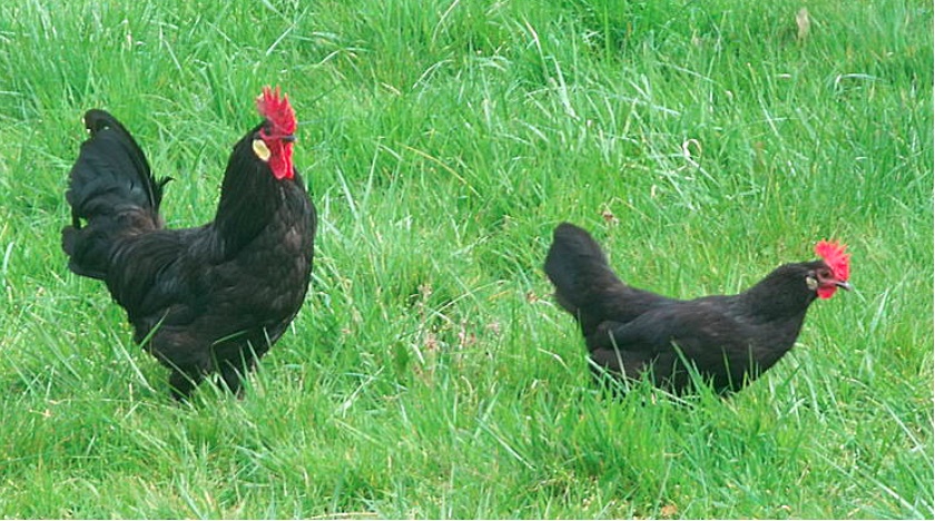 MALADIE DE LYME : LA POULE LANDAISE SERAIT CAPABLE D’AVALER 300 TIQUES PAR HEURE