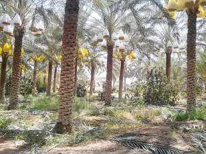 Production agricole à Biskra: L’assèchement des puits inquiète des fellahs de Doucen