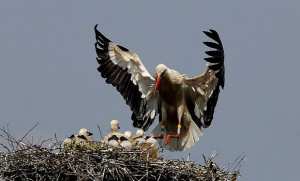 El Tarf - Recensement de 175 nids de cigognes blanches depuis juin dernier