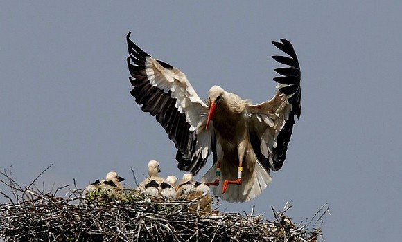 El Tarf - Recensement de 175 nids de cigognes blanches depuis juin dernier