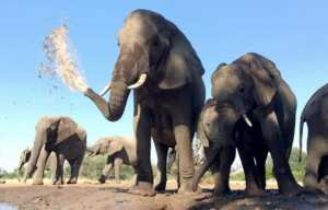 Planète (Afrique) - Botswana: Un été meurtrier pour les éléphants