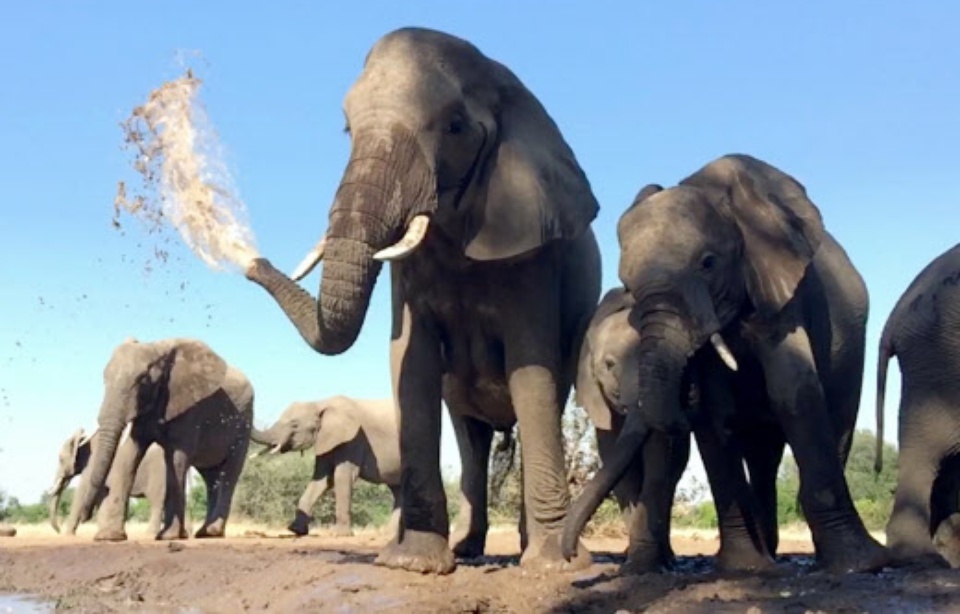 Planète (Afrique) - Botswana: Un été meurtrier pour les éléphants