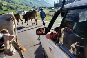 Planète - SUISSE:  PAYSANS KLAXONNÉS ET INSULTÉS DURANT LA DÉSALPE