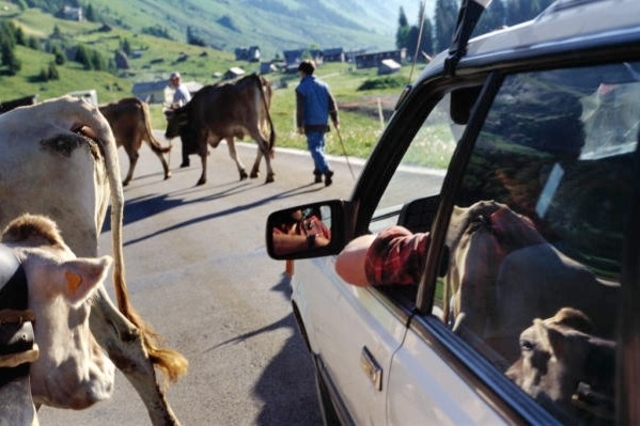 Planète - SUISSE:  PAYSANS KLAXONNÉS ET INSULTÉS DURANT LA DÉSALPE