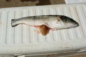 Planète - France (Corse): Un poisson avec un gobelet en plastique dans l’estomac témoin de la pollution en Méditerrannée