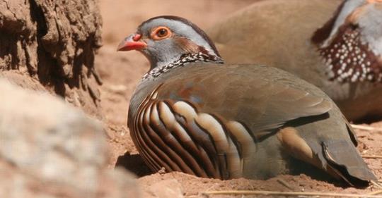 Algérie - Réhabilitation de la faune sauvage, quelles stratégies pour sauver notre Perdrix gambra
