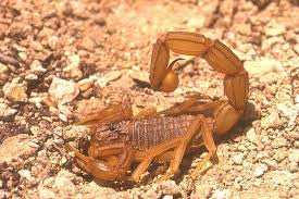 Le scorpion fait parler de lui