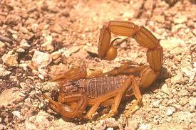 Le scorpion fait parler de lui