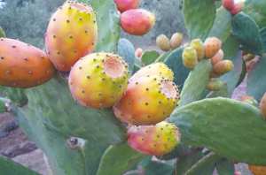 LA CONSOMMATION DE LA FIGUE DE BARBARIE EXPLOSE À BOUIRA:  Un fruit rustique aux multiples bienfaits