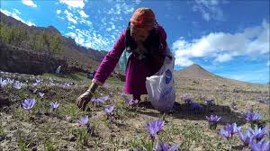 Tiaret  -  Le filon de la culture du safran