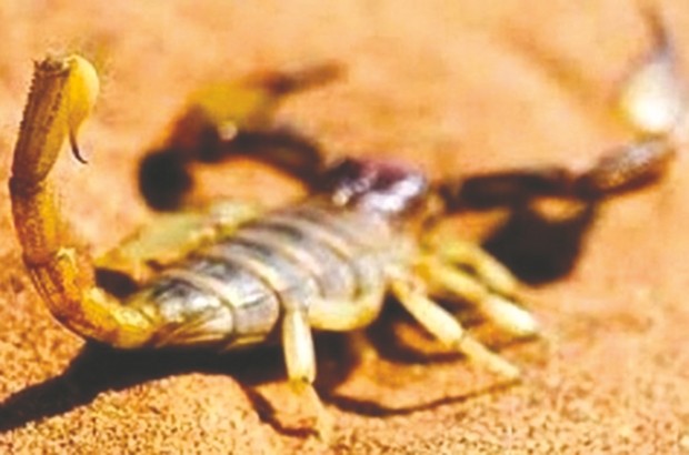 PIQÛRES DE SCORPION:  Six décès dans la wilaya de Ouargla