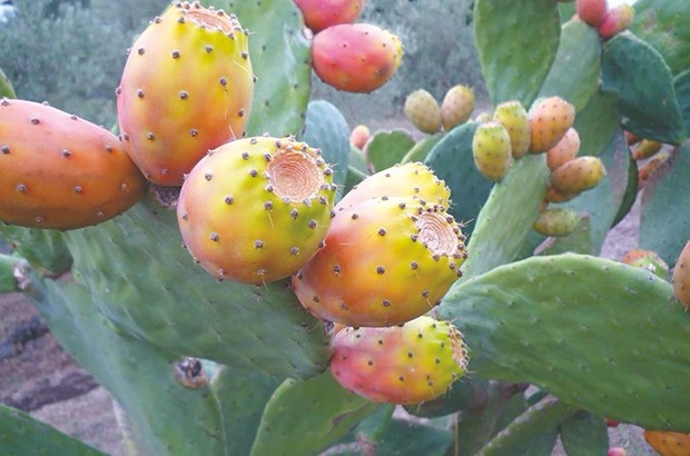 LA CONSOMMATION DE LA FIGUE DE BARBARIE EXPLOSE À BOUIRA:  Un fruit rustique aux multiples bienfaits