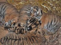 La naissance de quatre bébés tigres crée un surcroît d'animation au jardin animalier de Sétif