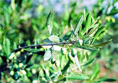 L'olivier, éternel arbre de bonheur et de paix