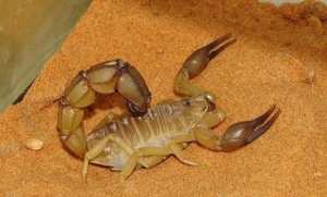 Une fillette âgée de sept ans est décédée dans la nuit de samedi à dimanche après avoir été piquée par un scorpion à son domicile dans la commune Zarzour( M'sila)