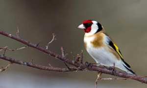 Saisie de plus de 5.000 chardonnerets à Tlemcen entre 2017 et 2018