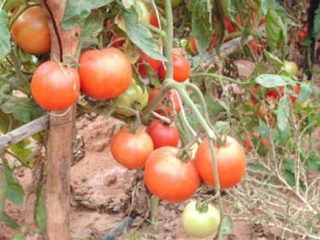 Des insectes pour protéger les cultures de la tomate                                    Chlef : les autres articles