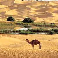 الواحات تجذب السياح                                    غرداية