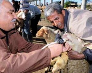 فحص وعلاج 133120 رأسا من الماشية بتندوف                                    النتائج تحققت من خلال 22 خرجة ميدانية منذ بداية السنة