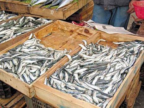 Production halieutique : la sardine hors de prix                                    Tlemcen : les autres articles