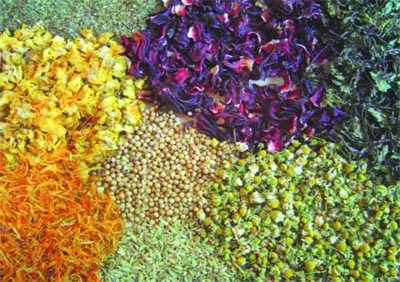 Thématique sur les plantes aromatiques et médicinales