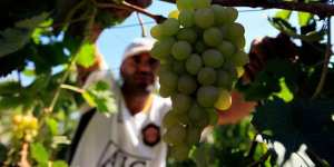 FOIRE VITICOLE À BOUMERDÈS:  Les viticulteurs mettent en avant leurs problèmes