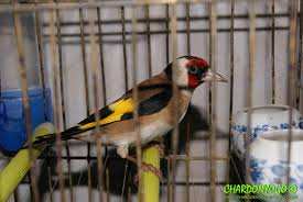 ESPLANADE DU PARKING STAMBOULI DE ANNABA:  Un parc zoologique se met en place