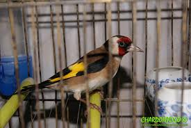 ESPLANADE DU PARKING STAMBOULI DE ANNABA:  Un parc zoologique se met en place