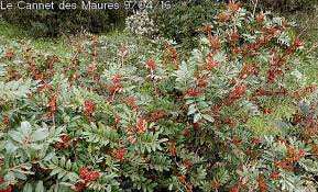 L’INVESTISSEMENT DANS LE SECTEUR DES FORÊTS À JIJEL: Vers l’exportation de lentisque vers la Hollande