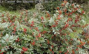 L’INVESTISSEMENT DANS LE SECTEUR DES FORÊTS À JIJEL: Vers l’exportation de lentisque vers la Hollande