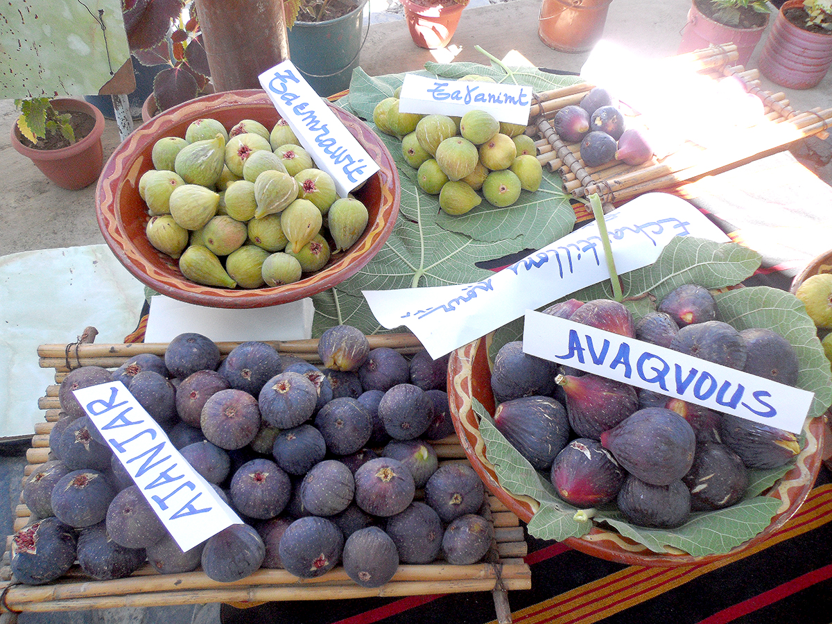 Wilaya de Tizi Ouzou - Foire agricole à Aït Bouadou