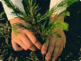 غرس نحو 3 آلاف شجيرة بغرداية