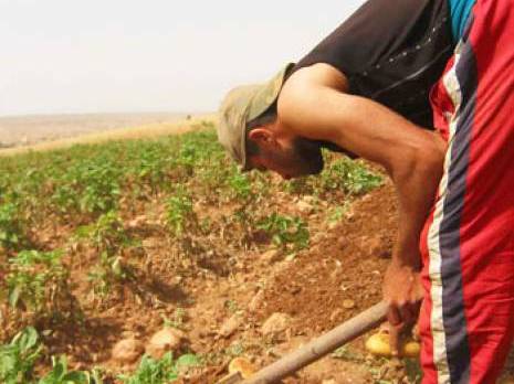 Premières récoltes de la pomme de terre : timide rendement à Mostaganem