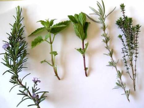 Plantes aromatiques et médicinales (PAM) : un marché à grands revenus encore à la traîne en Algérie                                    Blida : les autres articles