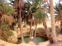 Le renforcement de l'agriculture oasienne recommandé à Boussaâda