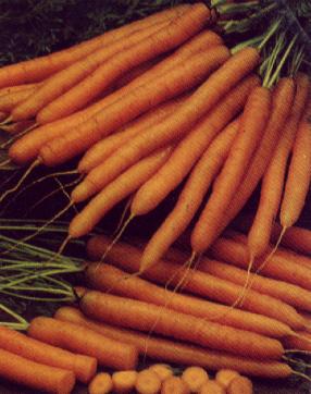 Carottes à la crème fraîche