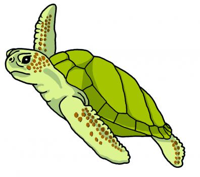 العثور على سلحفاة ميّتة تزن قنطارين بشاطئ في سكيكدة