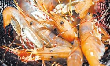 الجمبري في ورقلة