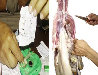 دجالون يلزمون زبائنهم بإحضار أحشاء أضحية العيد لممارسة طقوسهم الغريبة                                    “السلام