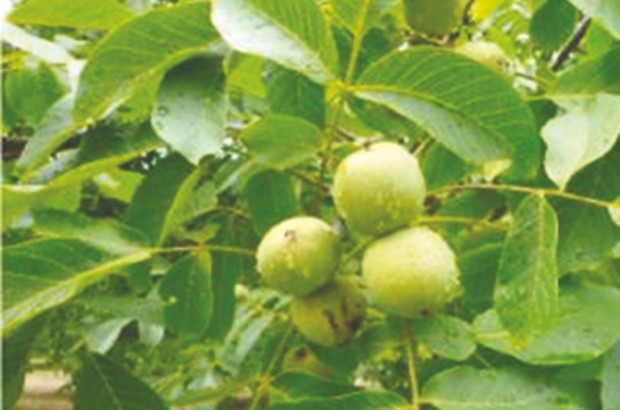 Ihebachène (Kendira - Béjaïa) -  3e édition de la fête du noyer