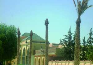 Installés pour embellir la ville de Sétif: Les palmiers dépérissent et deviennent un danger