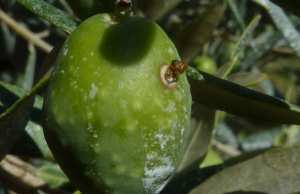 BOUIRA  - Revoilà la mouche de l’olive