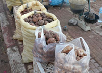 Saïda                                    Aïn Skhouna prise d'assaut par les amateurs de truffe