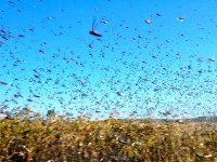 Lutte antiacridienne : l'Algérie prête à faire face à n'importe quelle situation