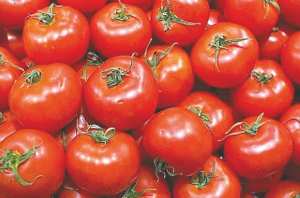 TOUDJA (BÉJAÏA) - 1re édition de la Fête de la tomate