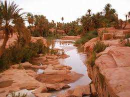 Algérie - LES VERGERS DES OASIS DES MONTS DES KSOUR: Bonne récolte de la grenade