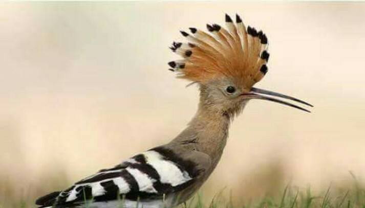 le huppe ( الهدهد بالعربية )