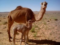 Ouargla : le dromadaire retrouve son salon national après 23 ans d'éclipse