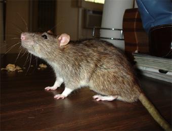 الجرذان شر يتربص بسكان العاصمة                                    بعد غزوها لبيوتهم